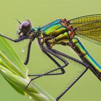 Banded Demoiselle female 2 